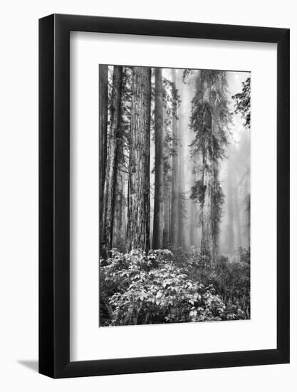 Redwood Trees in Morning Fog with Sunrays-Terry Eggers-Framed Photographic Print