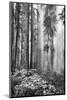 Redwood Trees in Morning Fog with Sunrays-Terry Eggers-Mounted Photographic Print