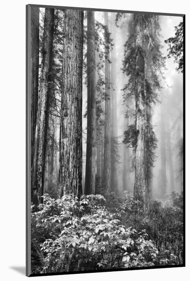 Redwood Trees in Morning Fog with Sunrays-Terry Eggers-Mounted Photographic Print