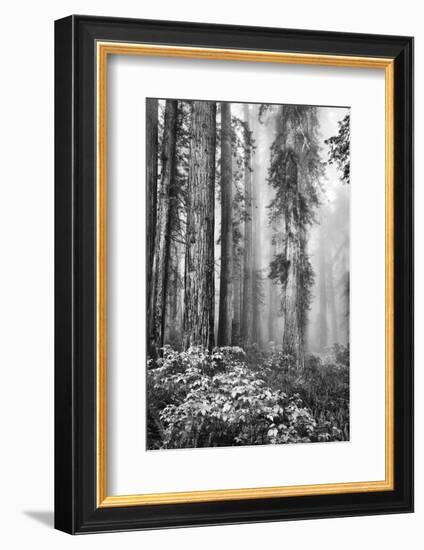 Redwood Trees in Morning Fog with Sunrays-Terry Eggers-Framed Photographic Print