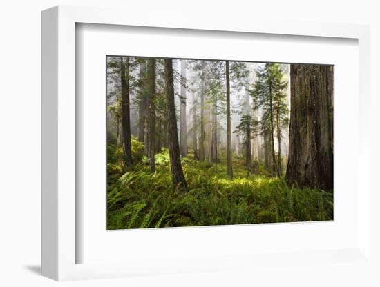 Redwood Trees in Morning Fog with Sunrays-Terry Eggers-Framed Photographic Print