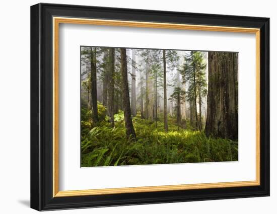 Redwood Trees in Morning Fog with Sunrays-Terry Eggers-Framed Photographic Print