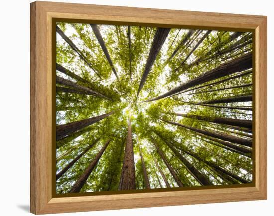 Redwood Trees in Mt. Tamalpais State Park, Adjacent to Muir Woods National Monument in California-Carlo Acenas-Framed Premier Image Canvas