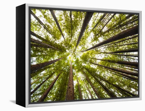 Redwood Trees in Mt. Tamalpais State Park, Adjacent to Muir Woods National Monument in California-Carlo Acenas-Framed Premier Image Canvas