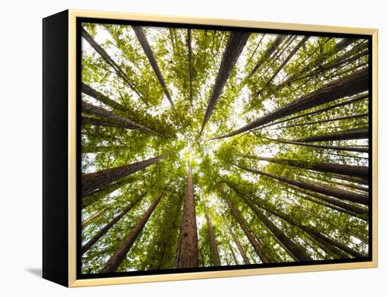 Redwood Trees in Mt. Tamalpais State Park, Adjacent to Muir Woods National Monument in California-Carlo Acenas-Framed Premier Image Canvas