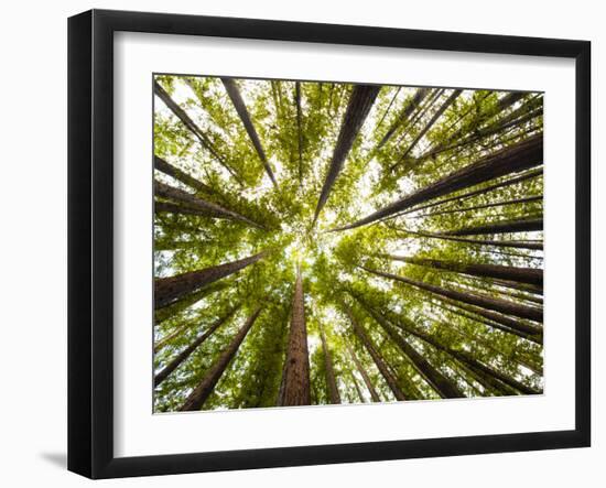 Redwood Trees in Mt. Tamalpais State Park, Adjacent to Muir Woods National Monument in California-Carlo Acenas-Framed Photographic Print
