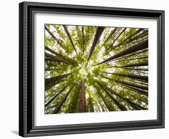 Redwood Trees in Mt. Tamalpais State Park, Adjacent to Muir Woods National Monument in California-Carlo Acenas-Framed Photographic Print