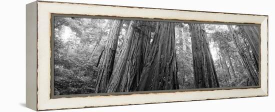 Redwood Trees, Muir Woods National Monument, California, USA-null-Framed Premier Image Canvas