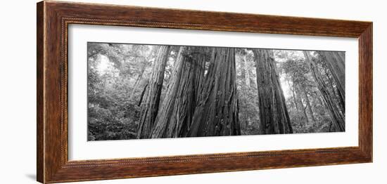 Redwood Trees, Muir Woods National Monument, California, USA-null-Framed Photographic Print