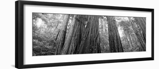 Redwood Trees, Muir Woods National Monument, California, USA-null-Framed Photographic Print