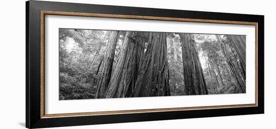 Redwood Trees, Muir Woods National Monument, California, USA-null-Framed Photographic Print