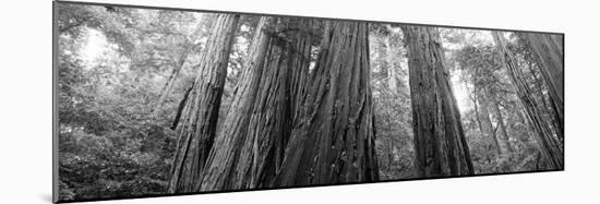 Redwood Trees, Muir Woods National Monument, California, USA-null-Mounted Photographic Print