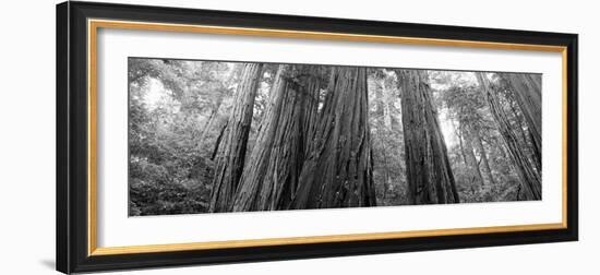 Redwood Trees, Muir Woods National Monument, California, USA-null-Framed Photographic Print