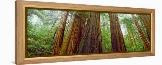 Redwood Trees, Muir Woods National Monument, California, USA-null-Framed Premier Image Canvas