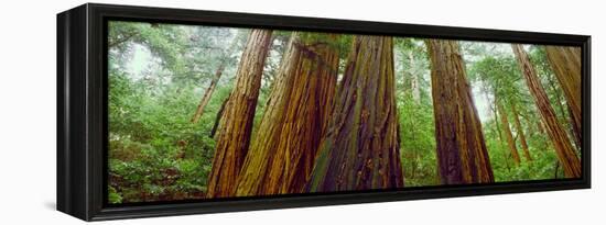 Redwood Trees, Muir Woods National Monument, California, USA-null-Framed Premier Image Canvas