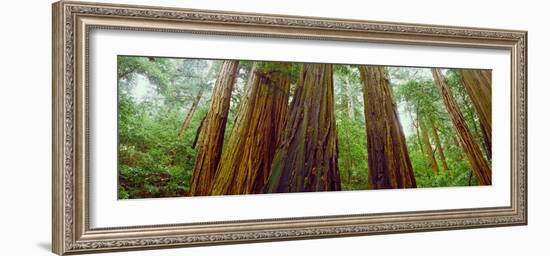 Redwood Trees, Muir Woods National Monument, California, USA-null-Framed Photographic Print