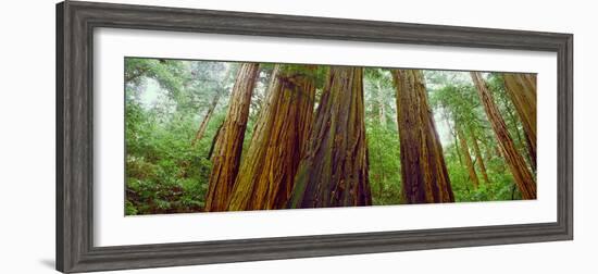 Redwood Trees, Muir Woods National Monument, California, USA-null-Framed Photographic Print