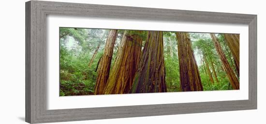 Redwood Trees, Muir Woods National Monument, California, USA-null-Framed Photographic Print