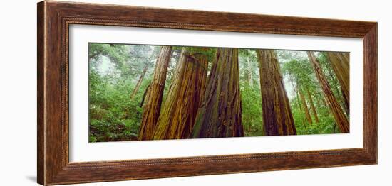 Redwood Trees, Muir Woods National Monument, California, USA-null-Framed Photographic Print