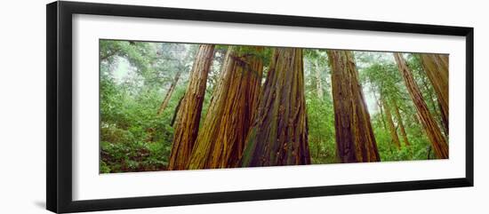 Redwood Trees, Muir Woods National Monument, California, USA-null-Framed Photographic Print