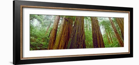 Redwood Trees, Muir Woods National Monument, California, USA-null-Framed Photographic Print