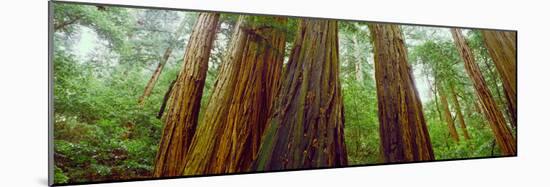 Redwood Trees, Muir Woods National Monument, California, USA-null-Mounted Photographic Print