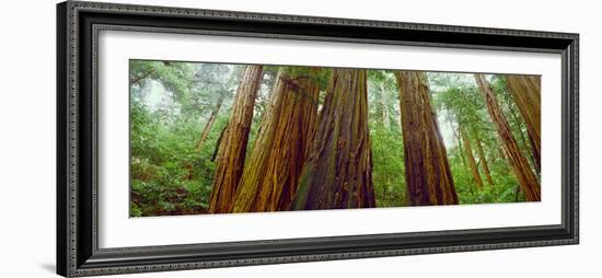 Redwood Trees, Muir Woods National Monument, California, USA-null-Framed Photographic Print