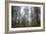 Redwood Trees-wollertz-Framed Photographic Print