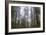 Redwood Trees-wollertz-Framed Photographic Print