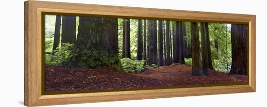 Redwoods 1-Wayne Bradbury-Framed Premier Image Canvas