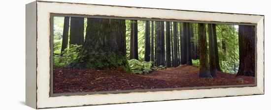 Redwoods 1-Wayne Bradbury-Framed Premier Image Canvas