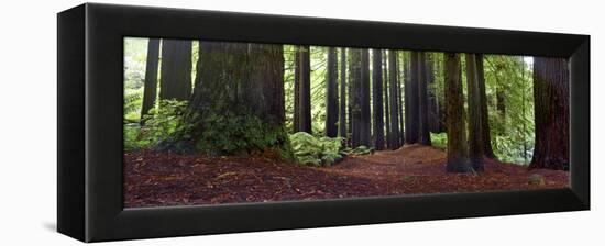 Redwoods 1-Wayne Bradbury-Framed Premier Image Canvas