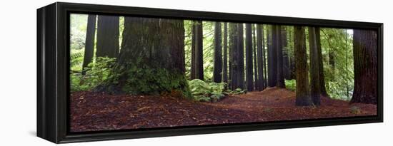 Redwoods 1-Wayne Bradbury-Framed Premier Image Canvas