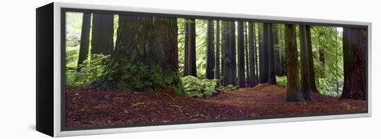 Redwoods 1-Wayne Bradbury-Framed Premier Image Canvas