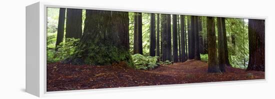 Redwoods 1-Wayne Bradbury-Framed Premier Image Canvas