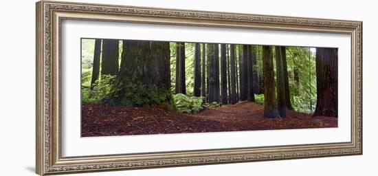 Redwoods 1-Wayne Bradbury-Framed Photographic Print