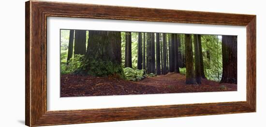 Redwoods 1-Wayne Bradbury-Framed Photographic Print