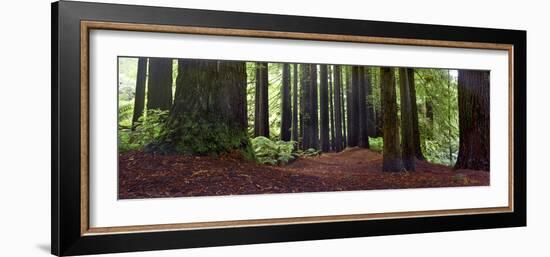 Redwoods 1-Wayne Bradbury-Framed Photographic Print