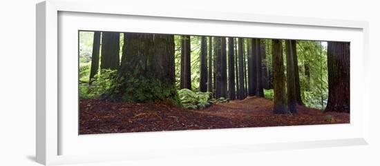 Redwoods 1-Wayne Bradbury-Framed Photographic Print
