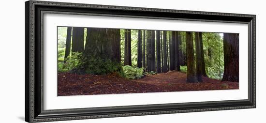 Redwoods 1-Wayne Bradbury-Framed Photographic Print