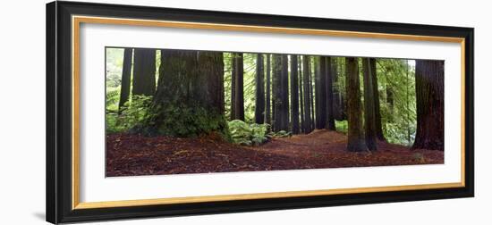 Redwoods 1-Wayne Bradbury-Framed Photographic Print