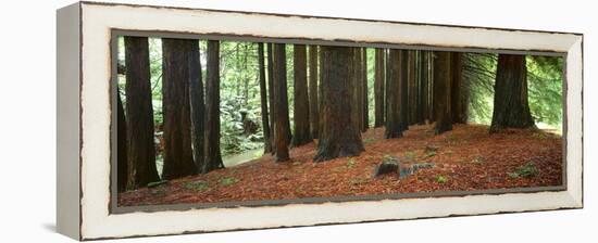 Redwoods 2-Wayne Bradbury-Framed Premier Image Canvas