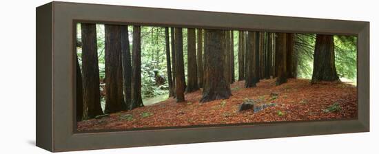 Redwoods 2-Wayne Bradbury-Framed Premier Image Canvas