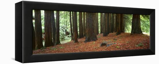 Redwoods 2-Wayne Bradbury-Framed Premier Image Canvas