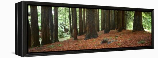 Redwoods 2-Wayne Bradbury-Framed Premier Image Canvas