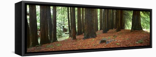 Redwoods 2-Wayne Bradbury-Framed Premier Image Canvas