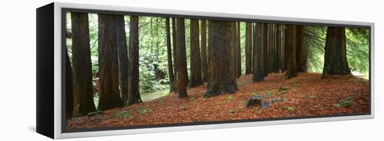 Redwoods 2-Wayne Bradbury-Framed Premier Image Canvas