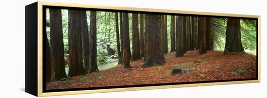 Redwoods 2-Wayne Bradbury-Framed Premier Image Canvas