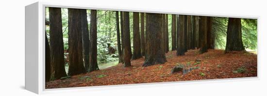 Redwoods 2-Wayne Bradbury-Framed Premier Image Canvas