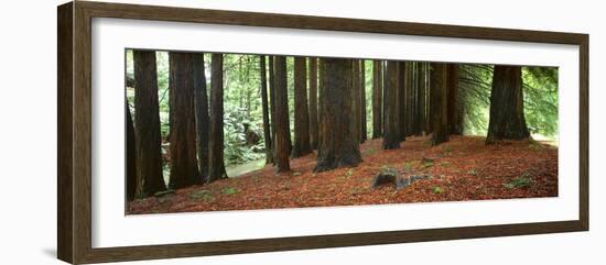 Redwoods 2-Wayne Bradbury-Framed Photographic Print